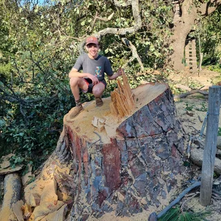 tree felling  garden and trimming done professionally.
