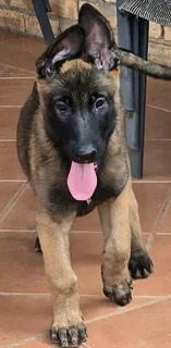 Malinois female puppy