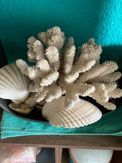 White corals
