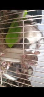 Pet fancy rats