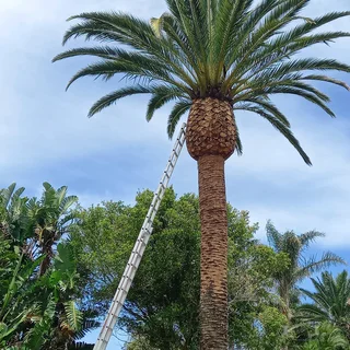 Jah Blessed Tree Felling