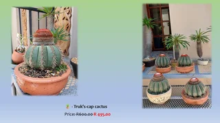 Bonsai Trees Various Ficus’s and Monkey Thorns Trees