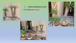 Bonsai Trees Various Ficus’s and Monkey Thorns Trees