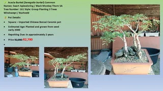 Bonsai Trees Various Ficus’s and Monkey Thorns Trees