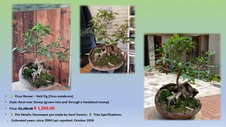 Bonsai Trees Various Ficus’s and Monkey Thorns Trees