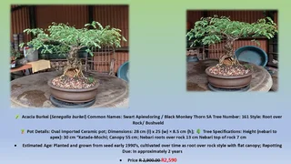 Bonsai Trees Various Ficus’s and Monkey Thorns Trees