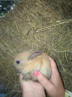 Netherland dwarfs bunnies