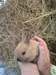 Netherland dwarfs bunnies