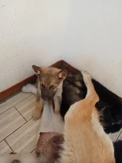 German Shepard Puppies