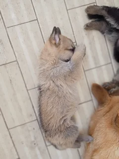 German Shepard Puppies