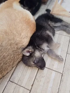 German Shepard Puppies