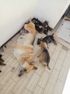 German Shepard Puppies