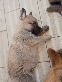 German Shepard Puppies