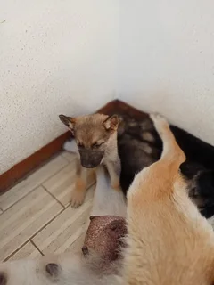 German Shepard Puppies