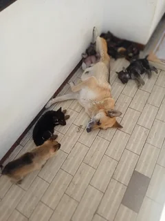 German Shepard Puppies