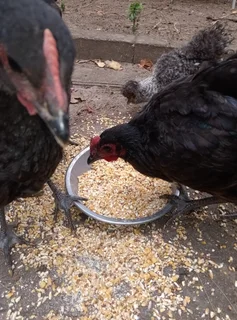 Australop  Chickens