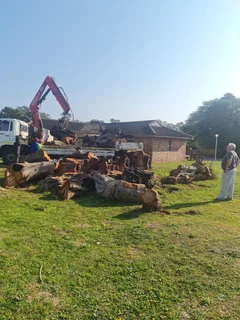 Roots And All Tree Felling Services: ( 068 211 1264  ) Free Quotes For Affordable Price