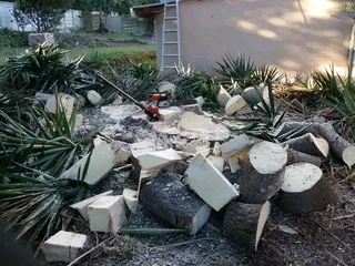 Roots And All Tree Felling Services: ( 068 211 1264  ) Claudius, Tree Surgeon.