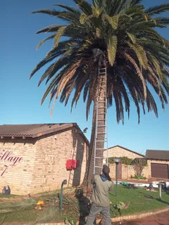 ROOTS AND ALL TREE FELLING SERVICES: ( 068 211 1264  ) CLAUDIUS, TREE SURGEON.