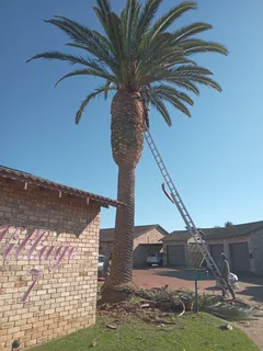 ROOTS AND ALL TREE FELLING SERVICES: ( 068 211 1264  ) CLAUDIUS, TREE SURGEON.