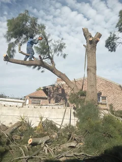 ROOTS AND ALL TREE FELLING SERVICES: ( 068 211 1264  ) CLAUDIUS, TREE SURGEON.