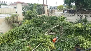 ROOTS AND ALL TREE FELLING SERVICES: ( 068 211 1264  ) CLAUDIUS, TREE SURGEON.