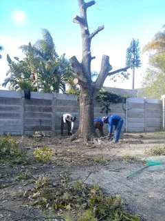 ROOTS AND ALL TREE FELLING SERVICES: ( 068 211 1264  ) CLAUDIUS, TREE SURGEON.