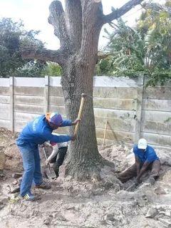 ROOTS AND ALL TREE FELLING SERVICES: ( 068 211 1264  ) CLAUDIUS, TREE SURGEON.