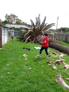 Roots And All Tree Felling Services: ( 068 211 1264 ) Free Quotes For Affordable Price