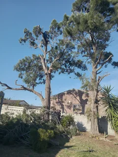 ROOTS AND ALL TREE FELLING SERVICES: ( 068 211 1264 ) FREE QUOTES FOR AFFORDABLE PRICE