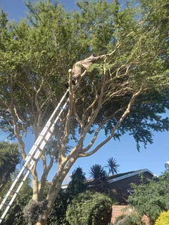 ROOTS AND ALL TREE FELLING SERVICES: ( 068 211 1264 ) FREE QUOTES FOR AFFORDABLE PRICE
