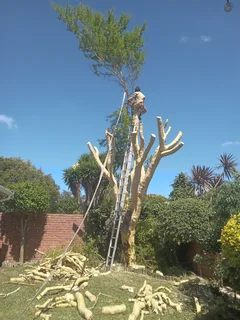 ROOTS AND ALL TREE FELLING SERVICES: ( 068 211 1264 ) FREE QUOTES FOR AFFORDABLE PRICE
