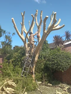 ROOTS AND ALL TREE FELLING SERVICES: ( 068 211 1264 ) FREE QUOTES FOR AFFORDABLE PRICE