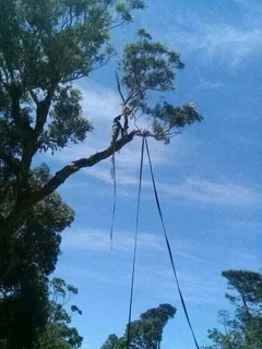 ROOTS AND ALL TREE FELLING SERVICES: ( 068 211 1264  ) FREE QUOTES FOR AFFORDABLE PRICE