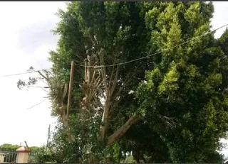 ROOTS AND ALL TREE FELLING SERVICES: ( 068 211 1264  ) FREE QUOTES FOR AFFORDABLE PRICE