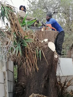 ROOTS AND ALL TREE FELLING SERVICES: ( 068 211 1264  ) FREE QUOTES FOR AFFORDABLE PRICE