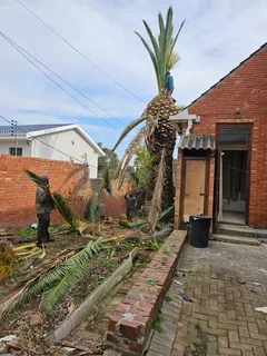 ROOTS AND ALL TREE FELLING SERVICES: ( 068 211 1264  ) FREE QUOTES FOR AFFORDABLE PRICE