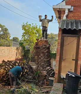 ROOTS AND ALL TREE FELLING SERVICES: ( 068 211 1264  ) FREE QUOTES FOR AFFORDABLE PRICE