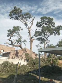 Roots And All Tree Felling Services: ( 068 211 1264  ) Free Quotes For Affordable Price