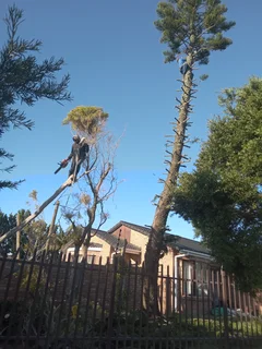 ROOTS AND ALL TREE FELLING SERVICES: ( 068 211 1264  ) FREE QUOTES FOR AFFORDABLE PRICE