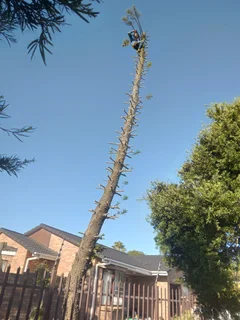 ROOTS AND ALL TREE FELLING SERVICES: ( 068 211 1264  ) FREE QUOTES FOR AFFORDABLE PRICE