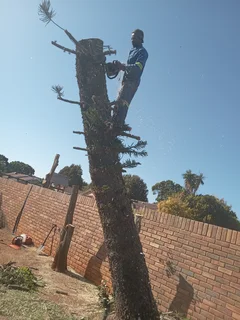 ROOTS AND ALL TREE FELLING SERVICES: ( 068 211 1264  ) FREE QUOTES FOR AFFORDABLE PRICE