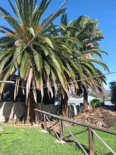 ROOTS AND ALL TREE FELLING SERVICES: ( 068 211 1264  ) FREE QUOTES FOR AFFORDABLE PRICE