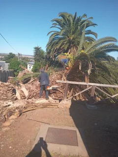 ROOTS AND ALL TREE FELLING SERVICES: ( 068 211 1264  ) FREE QUOTES FOR AFFORDABLE PRICE
