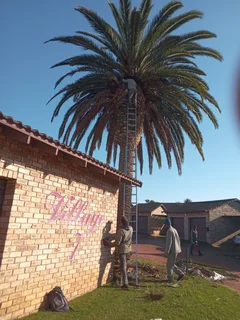 ROOTS AND ALL TREE FELLING SERVICES: ( 068 211 1264  ) FREE QUOTES FOR AFFORDABLE PRICE