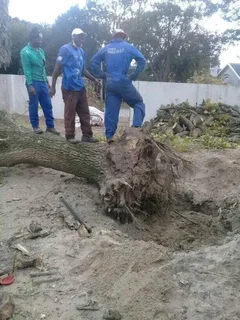 ROOTS AND ALL TREE FELLING SERVICES: ( 068 211 1264  ) FREE QUOTES FOR AFFORDABLE PRICE