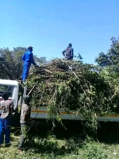 ROOTS AND ALL TREE FELLING SERVICES: ( 068 211 1264  ) FREE QUOTES FOR AFFORDABLE PRICE