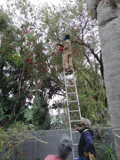 ROOTS AND ALL TREE FELLING SERVICES: ( 068 211 1264 ) FREE QUOTES FOR AFFORDABLE PRICE