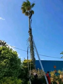 ROOTS AND ALL TREE FELLING SERVICES: ( 068 211 1264 ) FREE QUOTES FOR AFFORDABLE PRICE