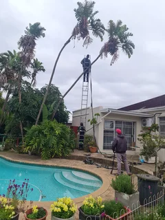 ROOTS AND ALL TREE FELLING SERVICES: ( 068 211 1264 ) FREE QUOTES FOR AFFORDABLE PRICE